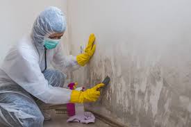 Environmental Consulting for Mold Prevention in Waller, TX